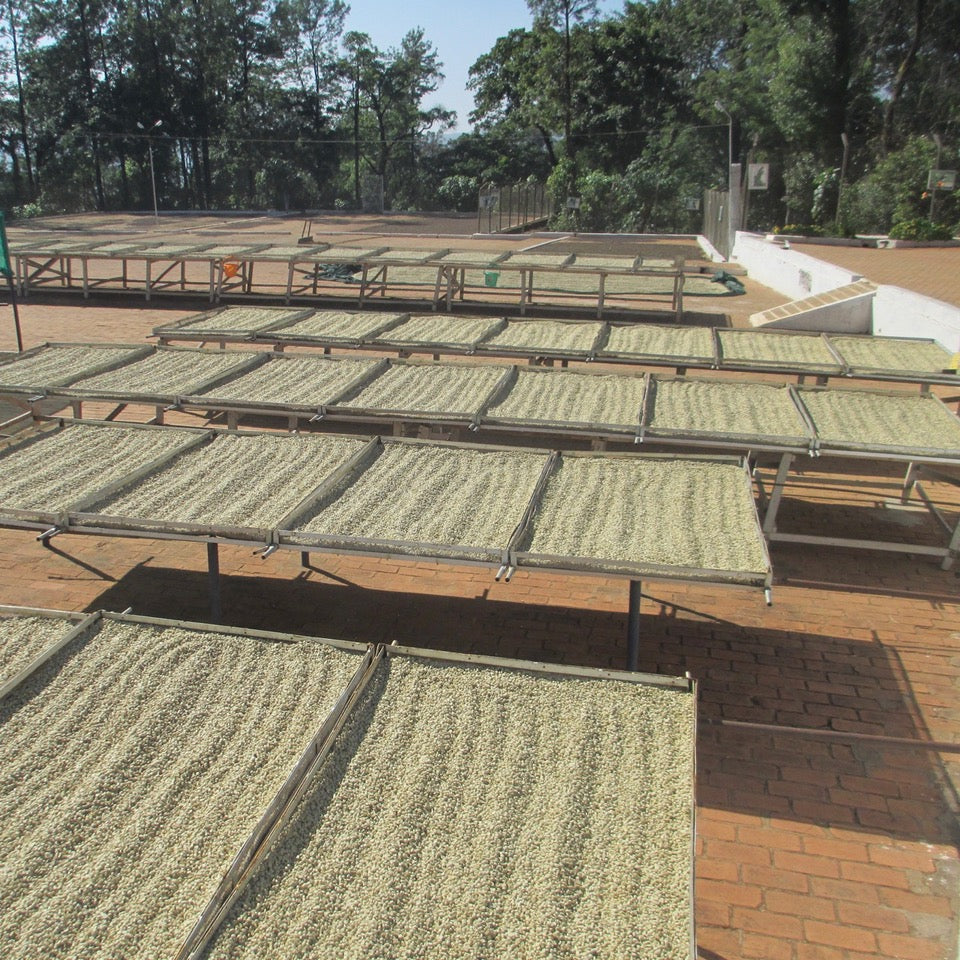 BOLD | Badnekhan | Medium-Dark Roast