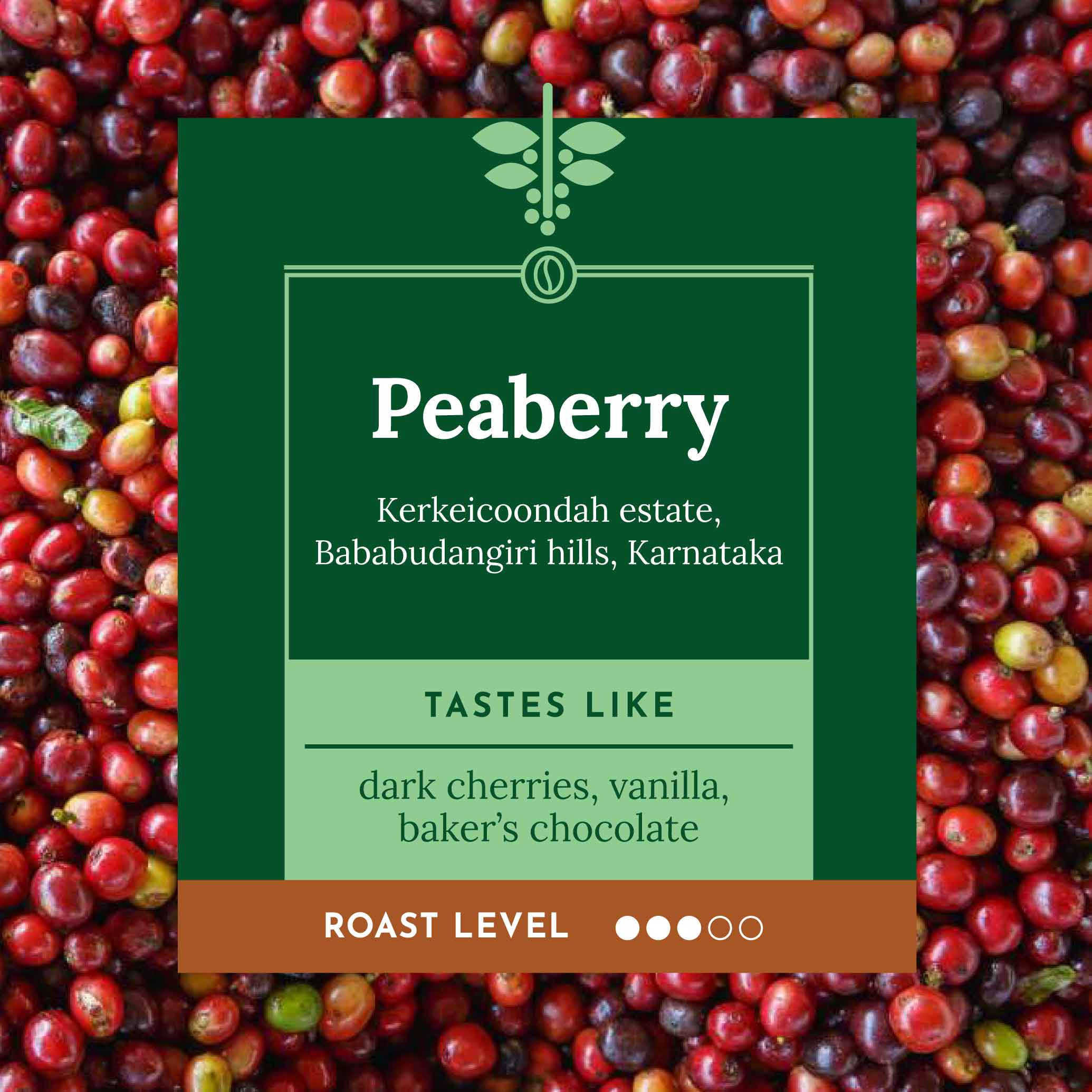 PEABERRY | Kerkeicoondah | Medium Roast
